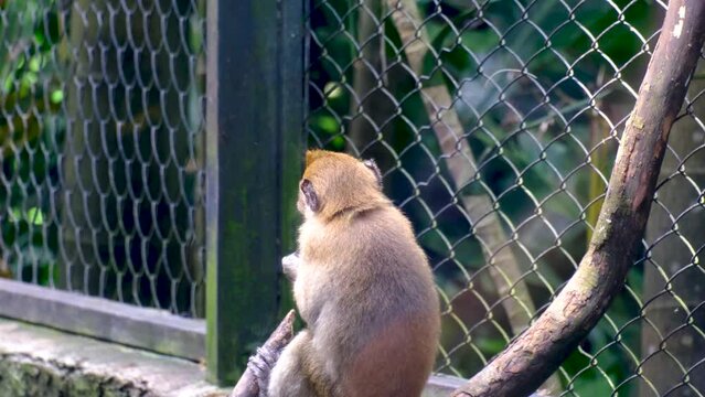 Sitting monkey in the national park at Mauritius