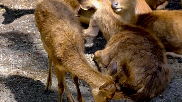 Deers in the national park in Mauritius