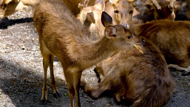 Deers in the national park in Mauritius