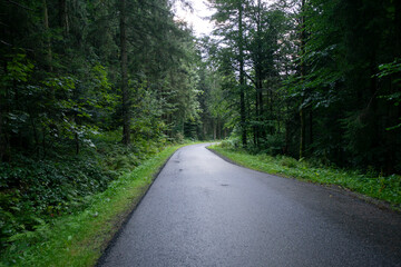 Fototapeta na wymiar forest road 