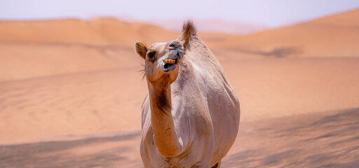 Dromedary in the desert munching