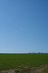 春の緑のムギ畑と飛行機雲
