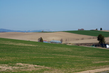 Obraz premium 春の丘陵地帯の緑の麦畑 