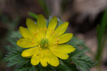 満開のフクジュソウ
