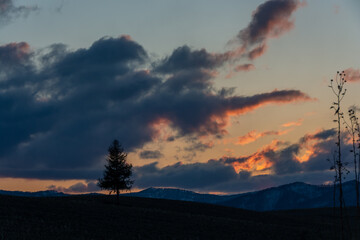 春の夕暮れの丘に立つマツの木
