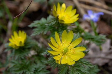 満開のフクジュソウ
