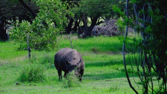 Rhino eats at the Mauritius national park