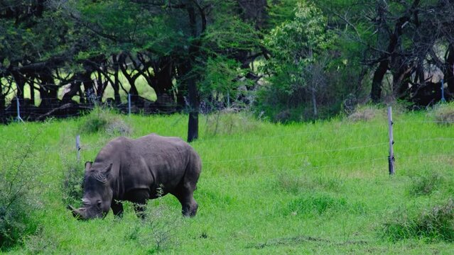 Rhino eats at the Mauritius national park