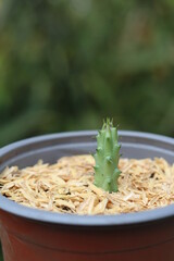Potted juvenile succulent Asclepiadaceae plant with rice husk