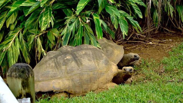 Big turtles at Mauritius national park