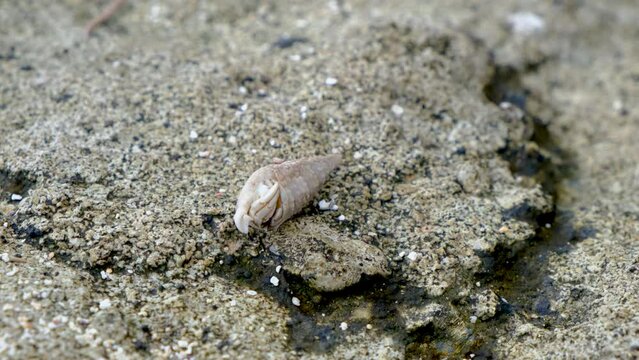 Closeup look at the small crab 
