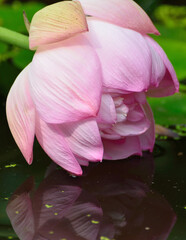 Fototapeta premium pink lotus flower