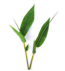 Bamboo leaves isolated on white background.