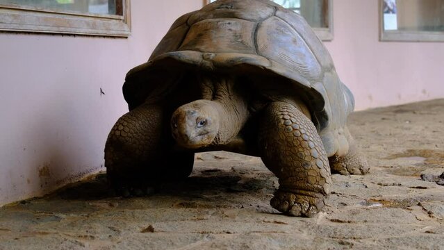 Big turtle in the Mauritius zoo