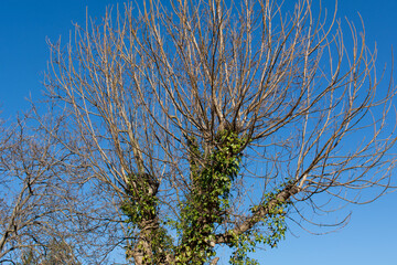 A bare tree and green ivy vine growing up on a sunny winter day in nature. Close up and blue sky in the background