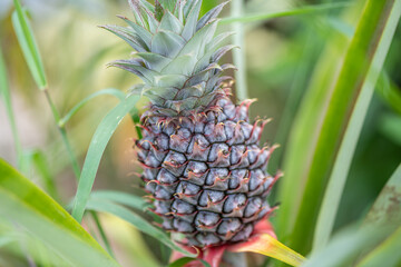 pineapple on the tree tahiti