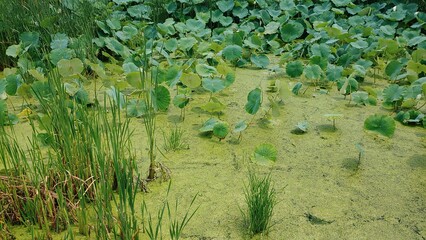A small pond full of lotus leaves and duckweed.