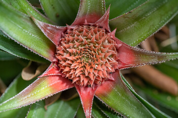 Pineapple tahiti