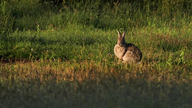 wild rabbit is startled and hops away ay kosciuzko national park in nsw, australia