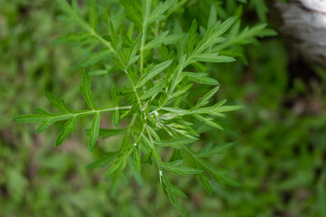 close up of Mugwort Artemisia vulgaris