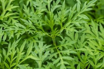 close up of Artemisia vulgaris 