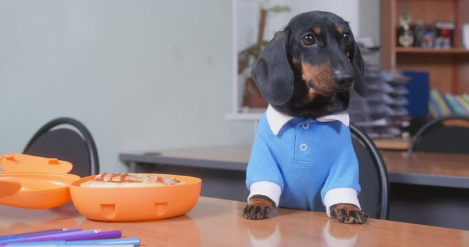 Human left open lunchbox with food unattended on the table in the office, so lovely dachshund puppy in a blue polo shirt guards lunch if owner, barking at others.
