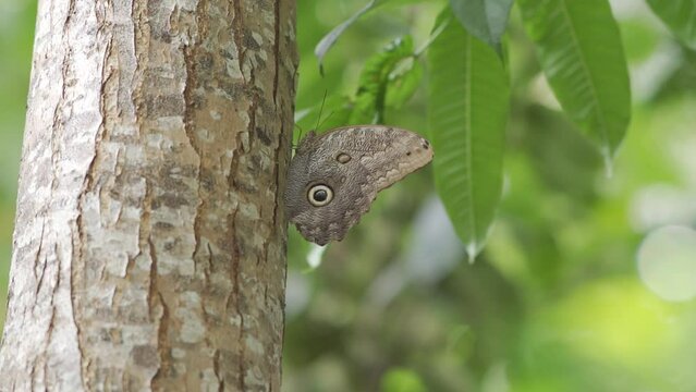 Mariposa Buho