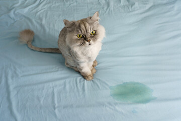 Domestic grey cat sitting near wet or piss spot on the bed. Cat peeing or urinating on bed at home. Bad cat behaviour - obrazy, fototapety, plakaty