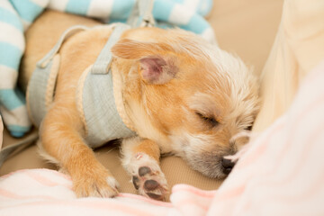Obraz premium Close up chihuahua puppy dog sleeping