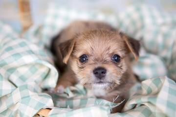  Close up chihuahua puppy dog sleeping © ducksmallfoto