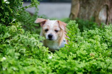  Close up chihuahua puppy dog nature background.