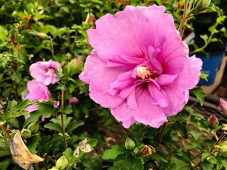 Close up of a pink Rose of Sharon flower, with smaller blooms on the side