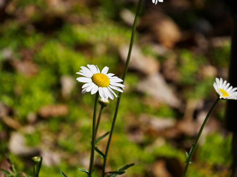 Wide Shot Of White Oxeye Daisy Flowers, Soft Background