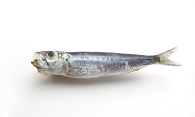 マイワシ　丸干し