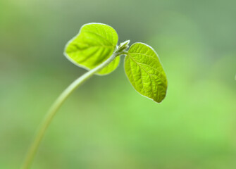 green leaf on a green background