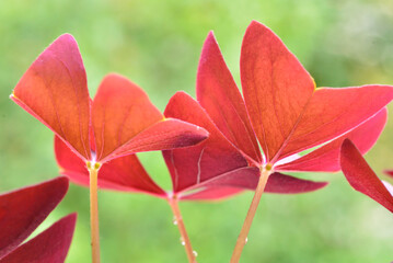 red and green