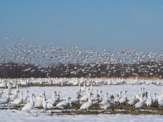 wild snow geese in flight and on snow-covered ground