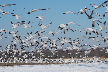 wild snow geese in flight and on snow-covered ground