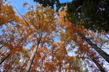Obraz premium 青空バックに見上げる針葉樹の黄葉＠神戸、兵庫