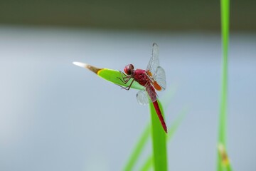 葉っぱにとまってくつろぐショウジョウトンボ