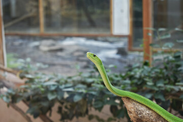 A closeup shot of a snake in a terrarium