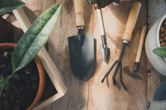 Gardening tools on dark wooden background with copy space