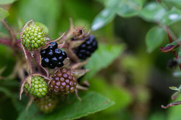 Wild blackberries on a green branch in the forrest. Selective focus. Dark green background with leaves with water drops. Selective focus