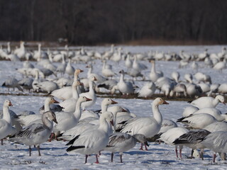 wild snow geese on snow-covered field