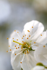 Defocus spring flower. Beautiful macro of white cherry bud blossoms on the tree on nature background. Blurred flowers during spring season in park. Early spring concept. Banner. Vertical.Out of focus