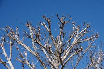 Low angle view of a bare tree top under a bright blue winter sky in southern California