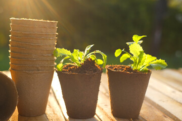 seedlings in peat cups on a wooden table . peat cups for seedlings.Growing seedlings. Planting...