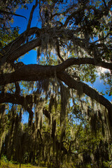 Fototapeta premium Exploring old town Melbourne Florida by the Indian river