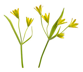 Isolated flower of yellow Gagea, daisy-gerbera on white background. Yellow spring seasonal flowers