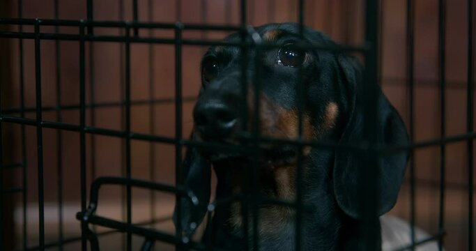 Black dachshund pet with long ears dressed in white jacket sits in iron cage in cabin OF pirate ship during voyage close view